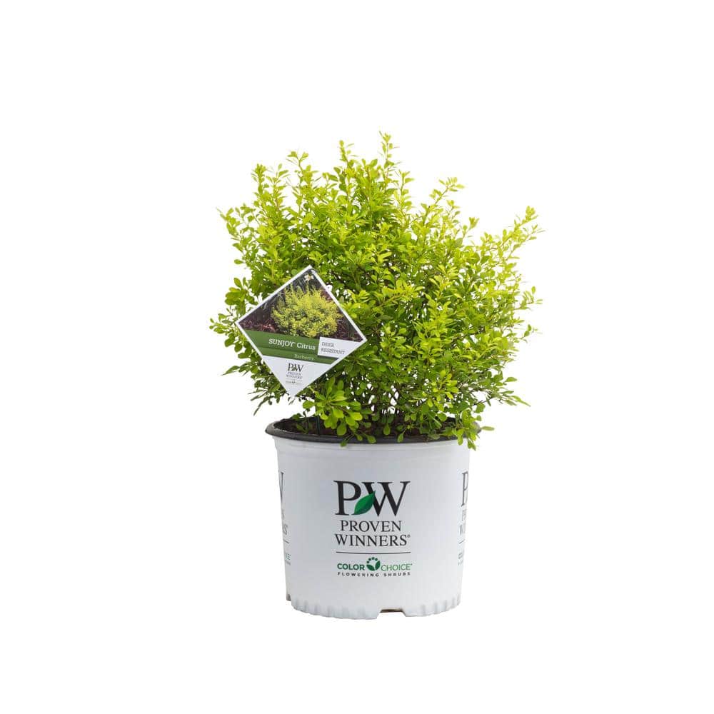 PROVEN WINNERS 2 Gal. Sunjoy Citrus Barberry Shrub with Bright Yellow