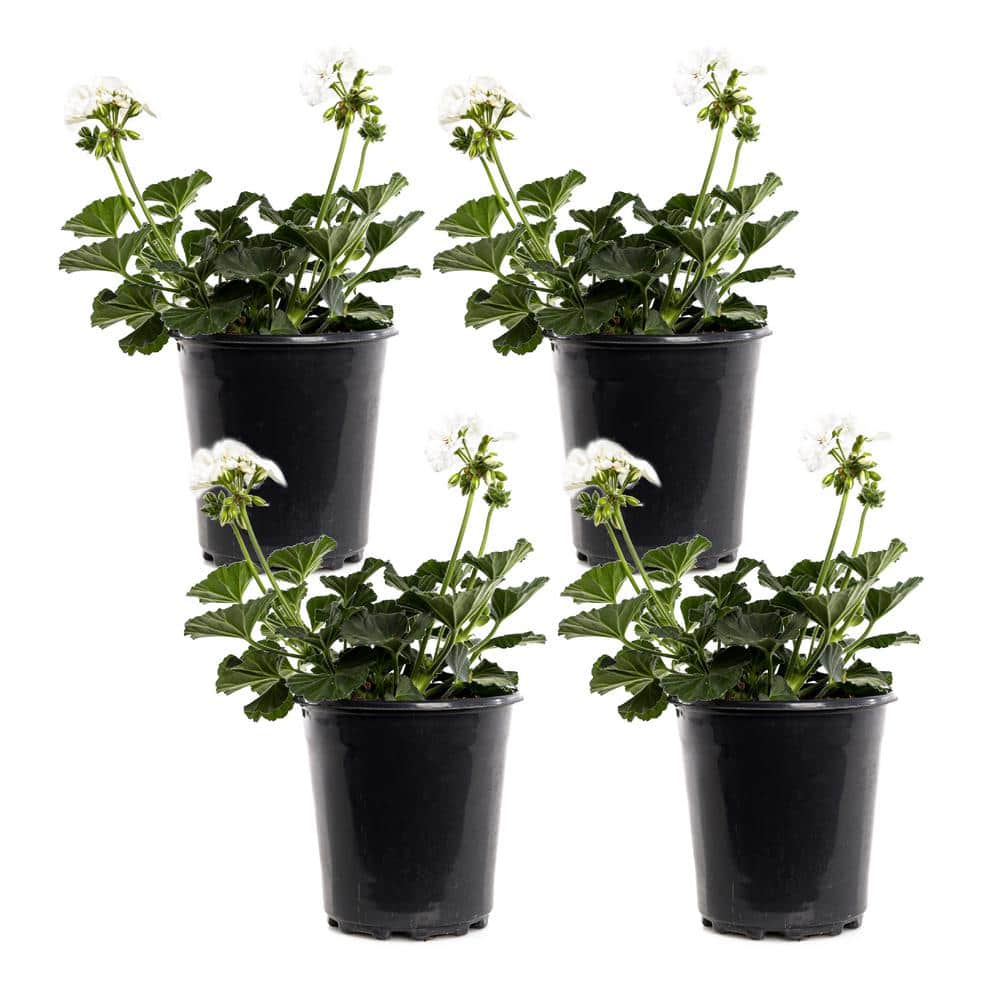 2.5-Qt. #1 White Geranium Plant (4-Pack)