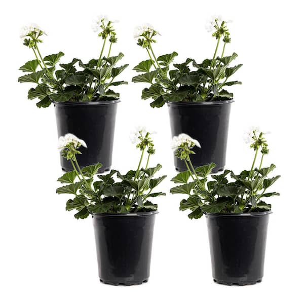Unbranded 2.5-Qt. #1 White Geranium Plant (4-Pack)