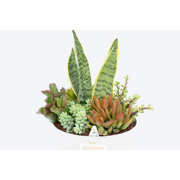 the succulent shoppe grow in grace succulent #TheAdoptShoppecard