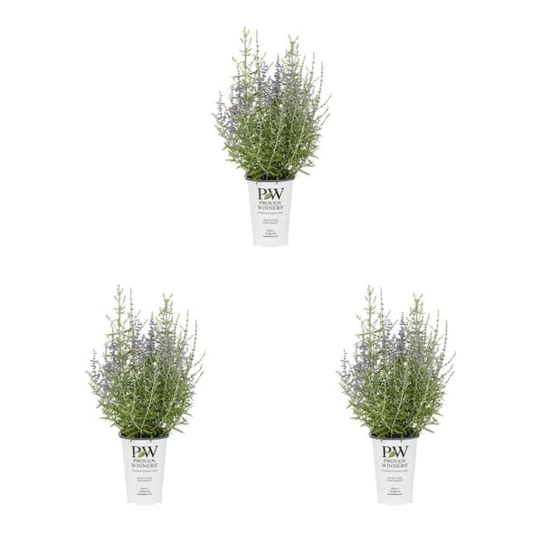METROLINA GREENHOUSES 2.5 Qt. Proven Winners Perovskia Sage Denim and Lace Perennial Plant (3-Pack)