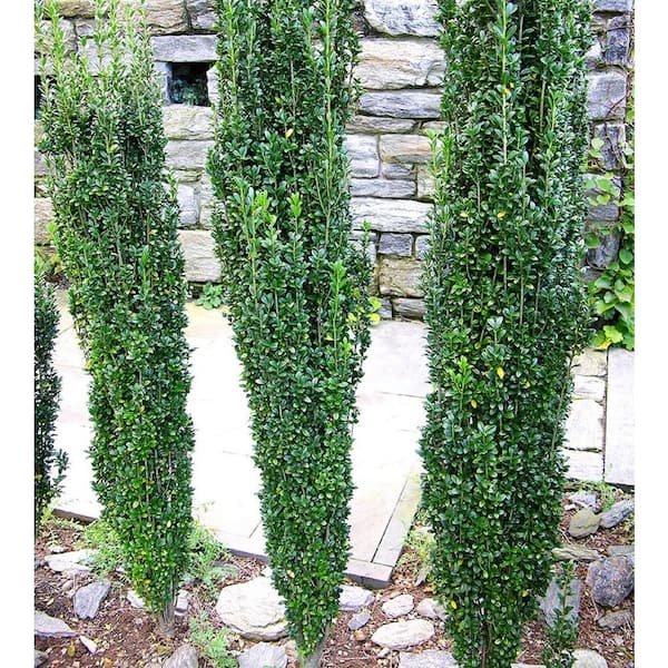 2.5 qt. Sky Pencil Japanese Holly (Ilex) Evergreen Live 2.5 qt. Sky Pencil Japanese Holly (Ilex) Evergreen Live