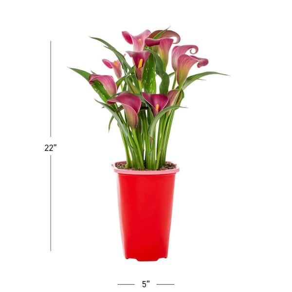 cat palm indoor care Buy the Cat Palm, Live Tropical Plant Indoor – Eureka Farms main image 1