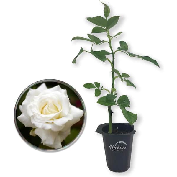 Pope John Paul II Rose Bush-Live Starter Plant in a 2 Inch Pot-Beautifully Fragrant Heirloom Rose from Florida