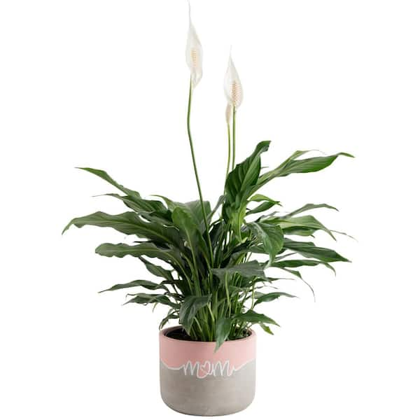 Costa Farms Spathiphyllum Peace Lily Indoor Plant in 6 in. Two-Tone Ceramic Planter, Avg. Shipping Height 1-2 ft. Tall