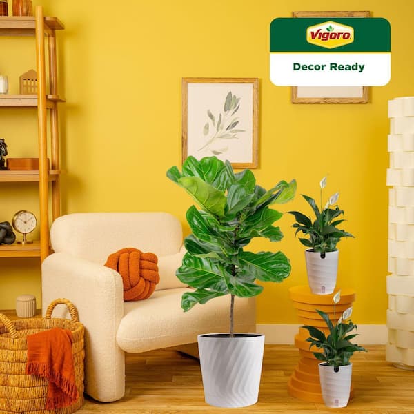 10 in. Fiddle Leaf Lyrata Standard and (2) 6 in. Spathiphyllum Peace Lily Plant in White Decor Planter, (3 Pack)