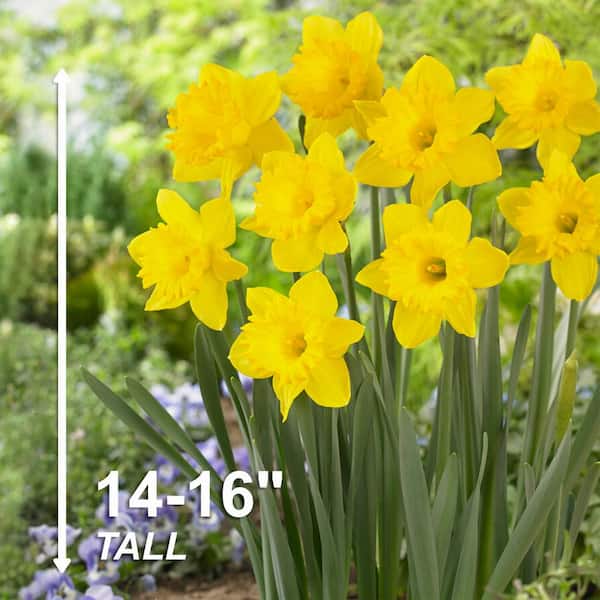 Gigantic Star Daffodil, Holland Bulb Farms