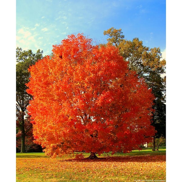 Online Orchards October Glory Maple Tree Bare Root