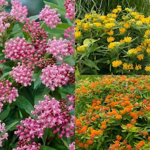 Asclepias Save The Monarchs (Milk Weed) Oasis Roots (Set of 11)