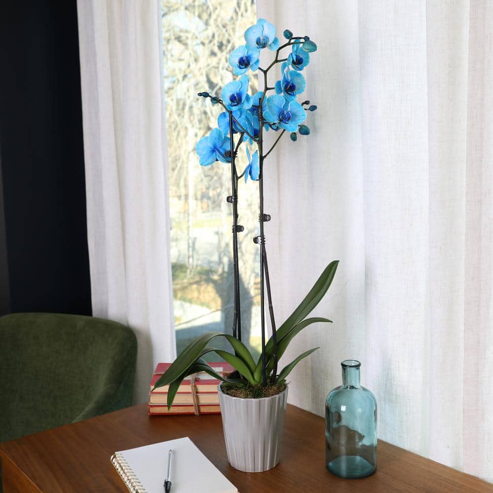 Watercolor Blue Phalaenopsis Orchid in Beige Ceramic Pot