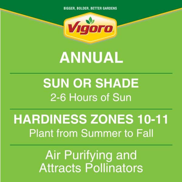 2 Gal. Select Planter Mainstreet Coleus Mix Trafalgar Square Annual Plant (1-Pack)