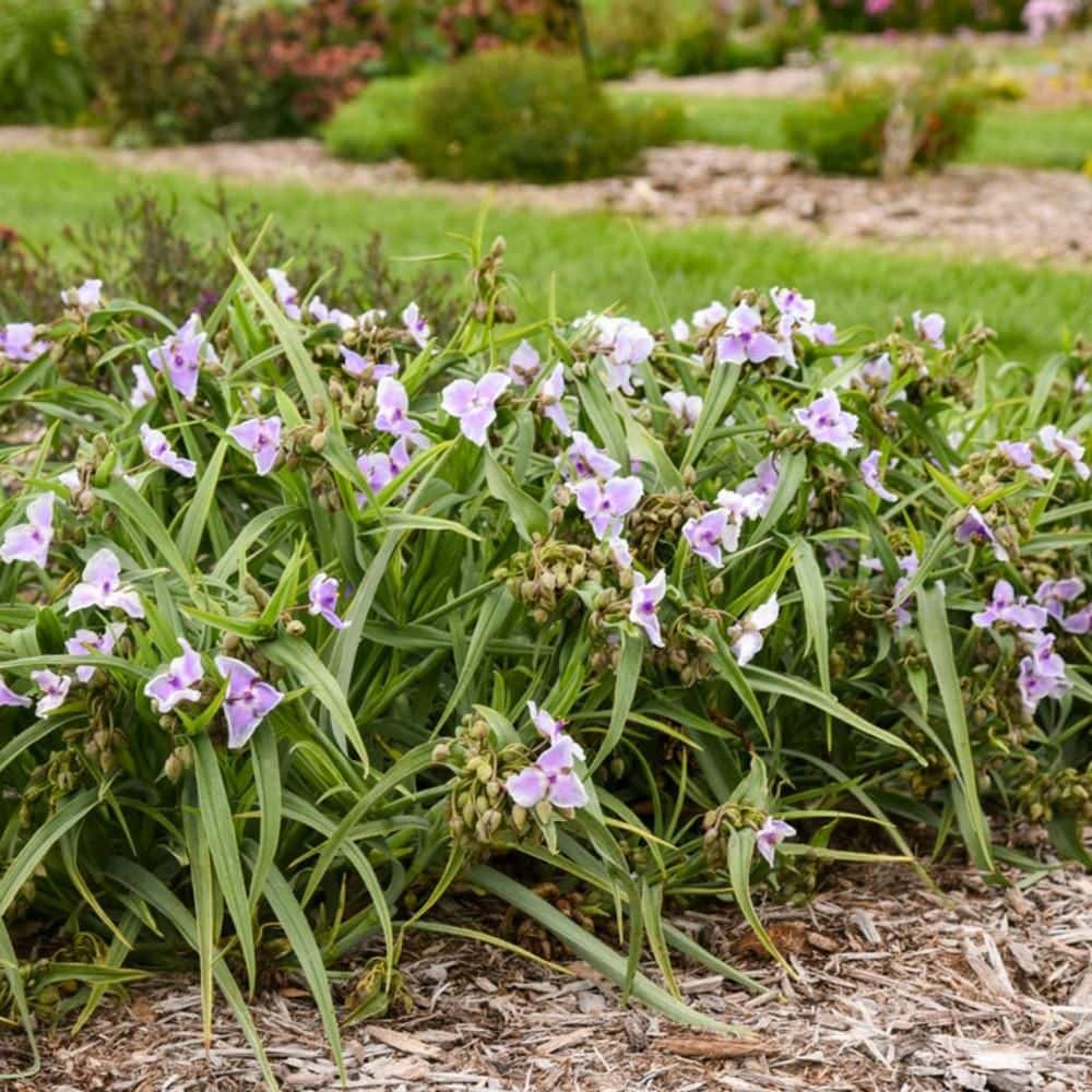 proven-winners-perennials-