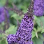 3 Gal. Pugster Blue Butterfly Bush (Buddleia) Live Flowering Shrub with True-Blue Flowers