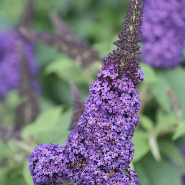 PROVEN WINNERS 3 Gal. Pugster Blue Butterfly Bush (Buddleia) Live Flowering Shrub with True-Blue Flowers