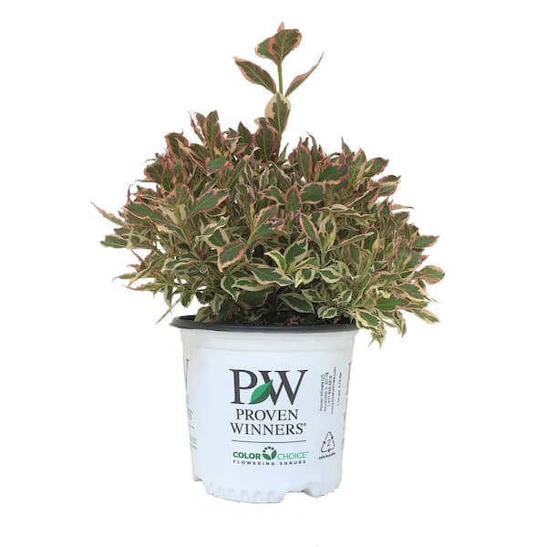PROVEN WINNERS Weigela florida My Monet