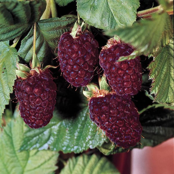 Thornless Boysenberry Dormant Bare Root Fruit Bearing Blackberry Starter Plants (2-Pack)