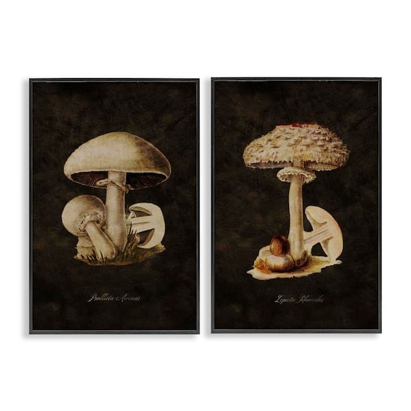 Stupell Industries Vintage Mushrooms on Black by Tina Higgins Designs, Inc. 2 Pieces Black Framed Nature Giclee Art Print 18 in. x 12 in.