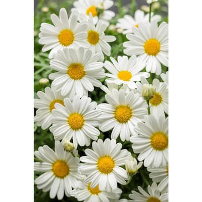 4-Pack, 4.25 in. Grande Pure White Butterfly Marguerite Daisy (Argyranthemum) Live Plant, White Flowers