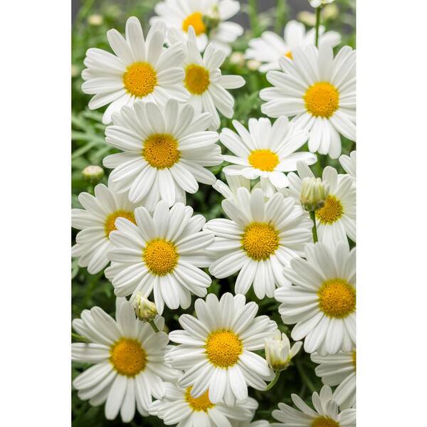 PROVEN WINNERS 4-Pack, 4.25 in. Grande Pure White Butterfly Marguerite Daisy (Argyranthemum) Live Plant, White Flowers
