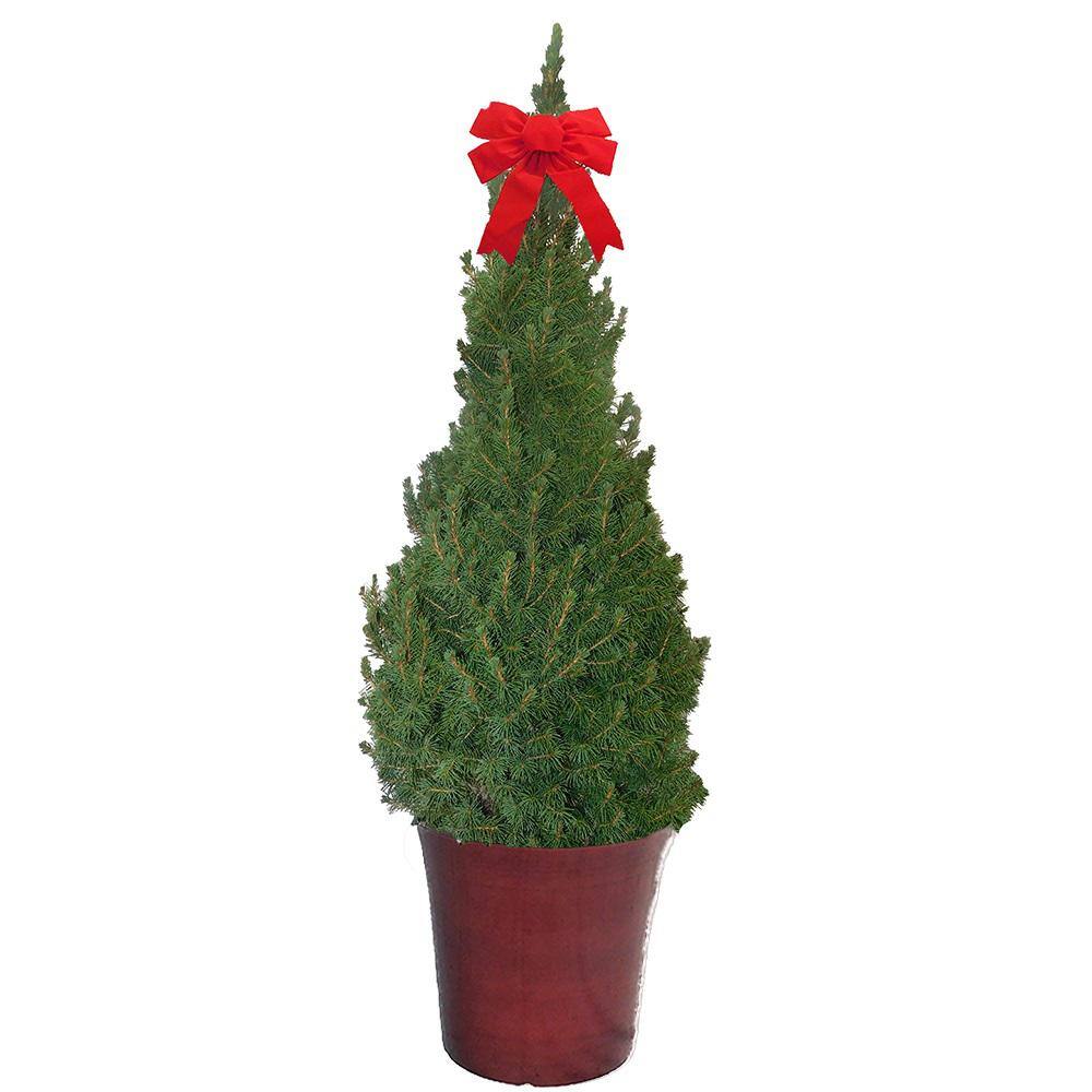 3 Gal. Dwarf Alberta Spruce Shrub in Decorative Pot and Bow with Dense ...