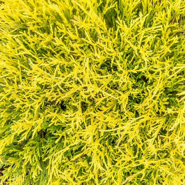 Spring Hill Nurseries 3 Gal. Pot, Lemon Thread Falsecypress, Evergreen Shrub (1-Pack)