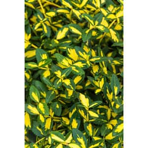 2.50 Qt. Pot Moonshadow Euonymus Live Broadleaf Evergreen Plant Green/Yellow Variegated Foliage