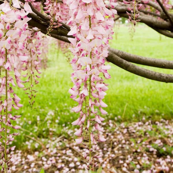DIRECT GARDENING Pink Ice Japanese Wisteria Vine Deciduous