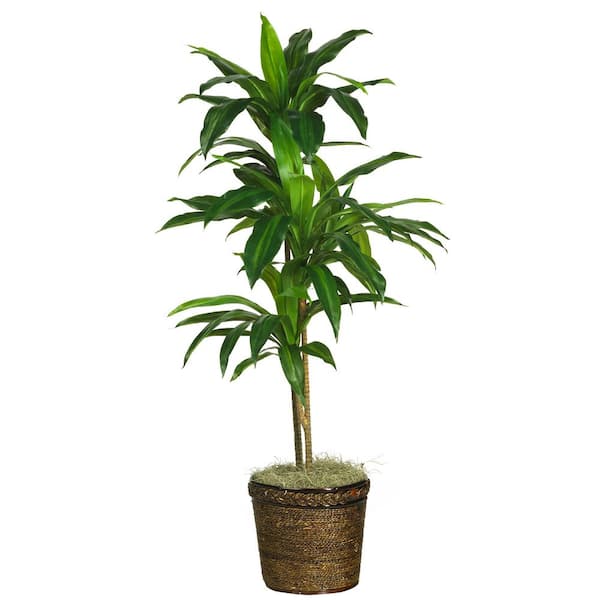 Nearly Natural 48 in. Artificial Dracaena with Basket Silk Plant (Real Touch)