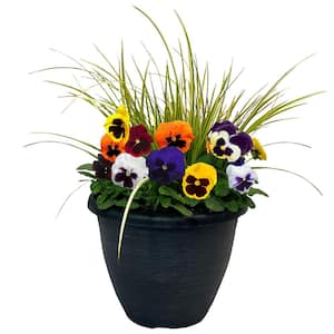 11 in. Pansy Annual Plant in Decorative Pot with Multi-Colored Blooms and Acorus Grass