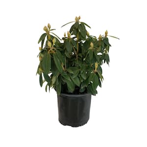 2.25 Gal. Rhododendron #3 Assorted Varieties - Shrub