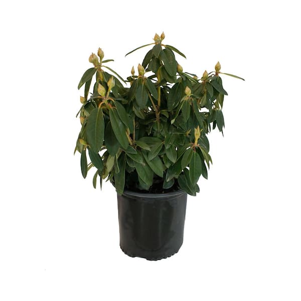 Unbranded 2.25 Gal. Rhododendron #3 Assorted Varieties - Shrub