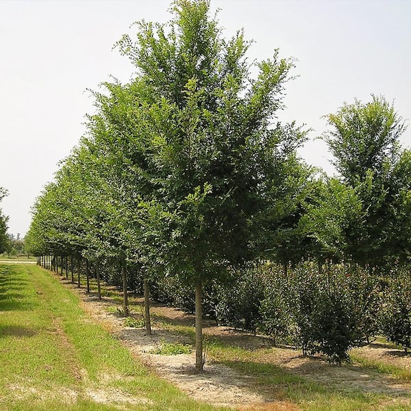 5 Gal. Drake Elm Deciduous Shade Tree