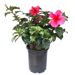 5 Gal. Hibiscus Lipstick Shrub Plant with Pink Flowers