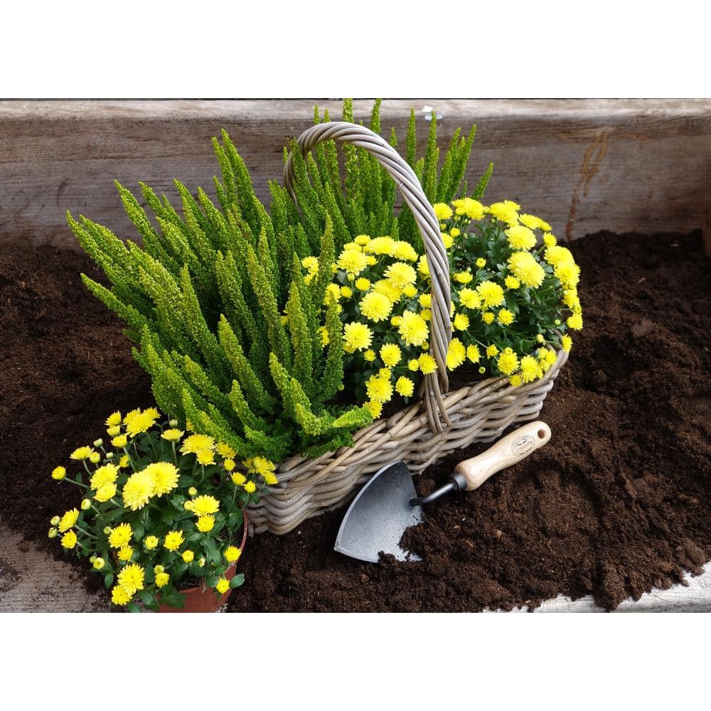 Heart-Shaped Black Boron Steel Potting Trowel with Ash Wood Handle