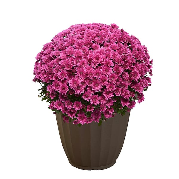 Unbranded 11.5 in. Chrysanthemum (Mum) Plant in A Decorative Pot with Purple Flowers