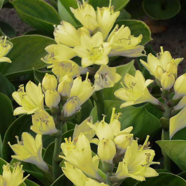 VAN ZYVERDEN Hosta Miracle Lemony First Ever Yellow Flowering (Set of 3 Roots)