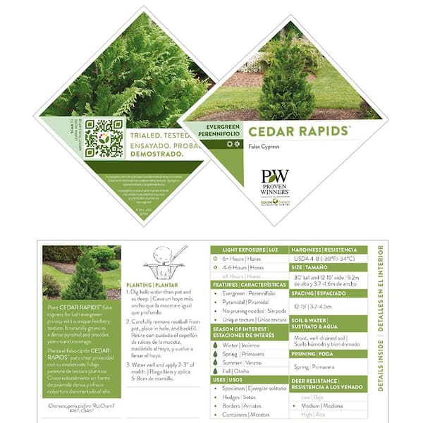 PROVEN WINNERS 2 Gal. Cedar Rapids Cypress Shrub 18320 - The Home