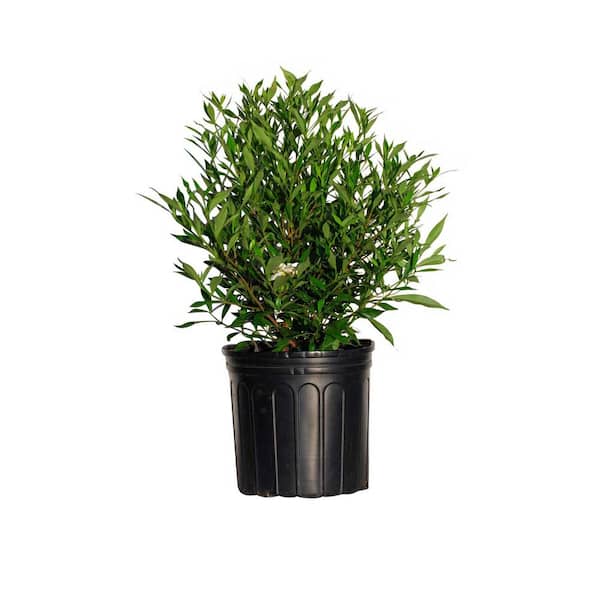 FLOWERWOOD 2.5 Gal - Frost Proof Gardenia, Live Evergreen Shrub, White Fragrant Blooms