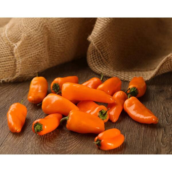 PROVEN WINNERS 4.25 in. Grande Proven Selections Sweet Petite Orange Pepper Live Plant Vegetable (Pack of 4)
