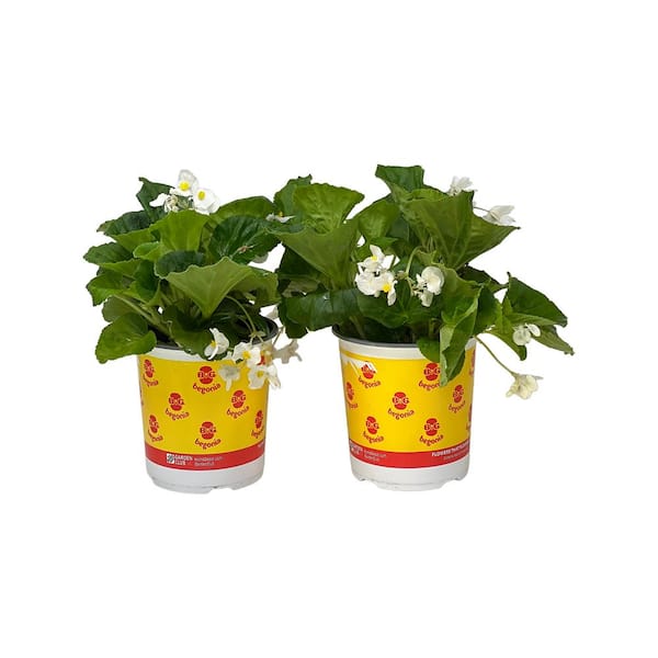 Pure Beauty Farms 2.5 Qt Big Begonia Green Leaf White Flower in Grower's Pot (2-Pack)