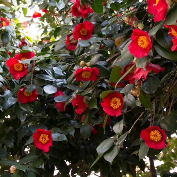 3 gal. Camellia Yuletide Shrub with Red Flowers