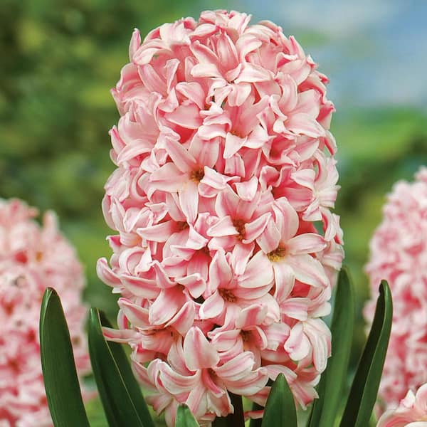 Breck's Pink Frosting Hyacinth (Muscari) Bulbs (10-Pack)