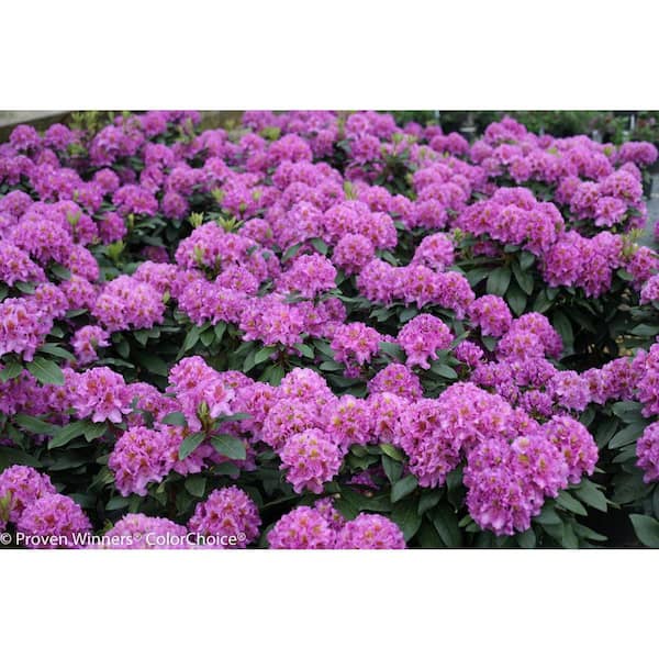 2 Gal. Dandy Man Purple Rhododendron Live Flowering Shrub with Purple Flowers
