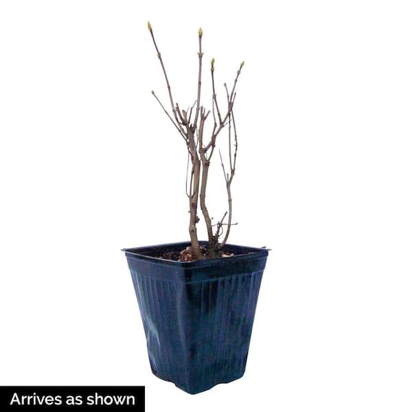 Snowy Beach Party White Flowering Southern Lilac Dormant Bare Root Flowering Starter Shrub (1-Pack)
