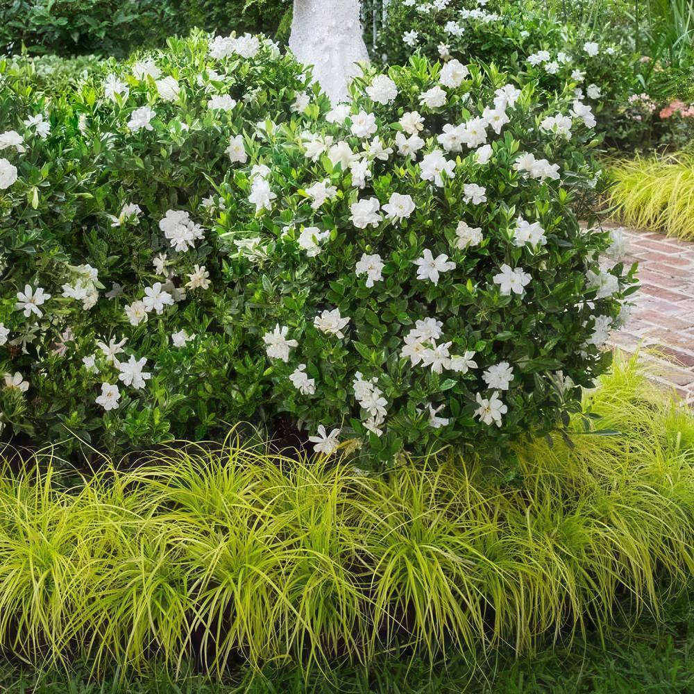 2 Gallon White Gardenia Jubilation Shrub