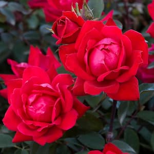 2 Gal. Red Double Knock Out Rose Bush with Red Flowers (2-Pack)