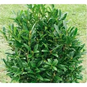 3 Gal. Lucky Charm Boxwood (Buxus microphylla) Live Evergreen Shrub with Dark Green Foliage (1-Pack)