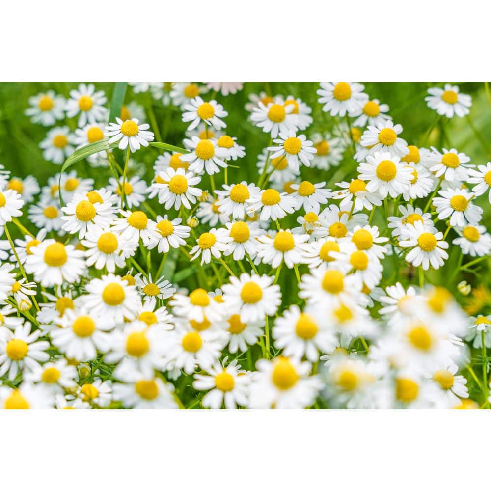 1 gal. Chamomile Plant with Fragrant Hardiness (2-Pack) price history on PriceWatchPro