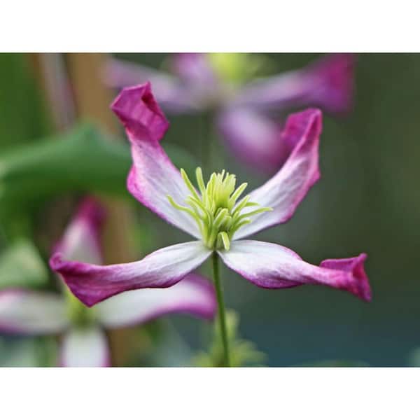Wekiva Foliage Clematis Triternata Rubromarginata-Live Plant in a 3.5 in. Growers Pot-Bold and Beautiful Starter Flowering Vine