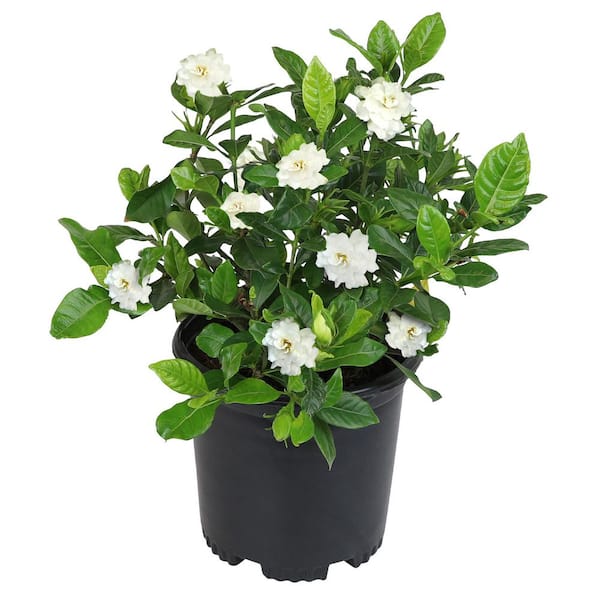 1 Gal. Gardenia Jasminoides August Beauty Shrub Plant